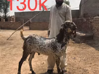 Chèvres (lot, sexe non indiqué), Najdi goat — photo 5