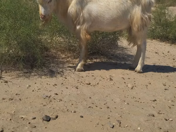 Boucs, Chèvres