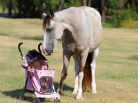 घोड़ी, Skyros Pony — फ़ोटो 5