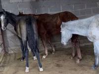 公马, French Trotter — 照片 2