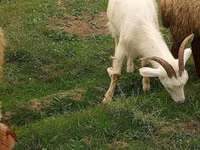 عنزة, الماعز — الصورة 1