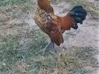 Holländisches Bantam — Foto 2