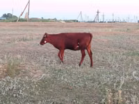 母牛, Red Steppe Cow — 照片 3