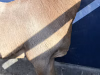 Ram, Arashan sheep — photo 4