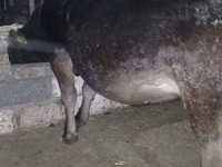 Vache, Race Alatauskaya — photo 1