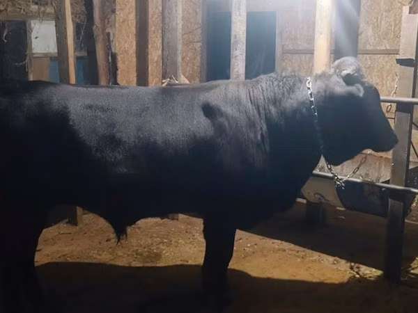 Taureau, Swiss cattle
