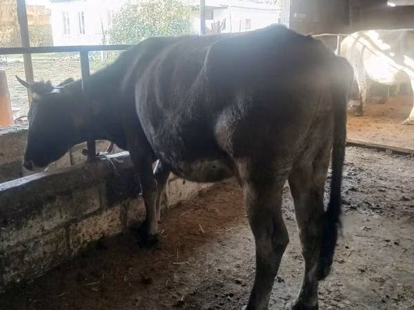 Vache, Race Alatauskaya