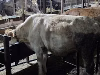 母牛, Simmental cattle — 照片 4
