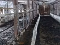 Vache, Type industriel de la vache ukrainienne rouge et tachetée de Boukovine — photo 2