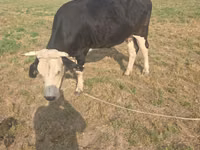 Cow, Brown Mountain — photo 1