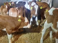 公牛, Simmental cattle — 照片 1