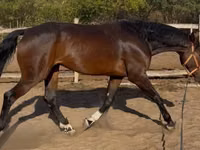 Cheval, Hanoverian — photo 4