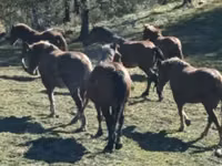 Pferde (Partie, Geschlecht nicht angegeben), Horse breed — Foto 5