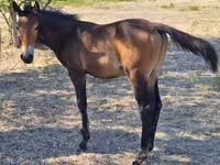 Caballos (lote, sexo no especificado), Karachay horse — foto 7