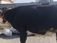 بقرة, Russian Black pied cattle — الصورة 4