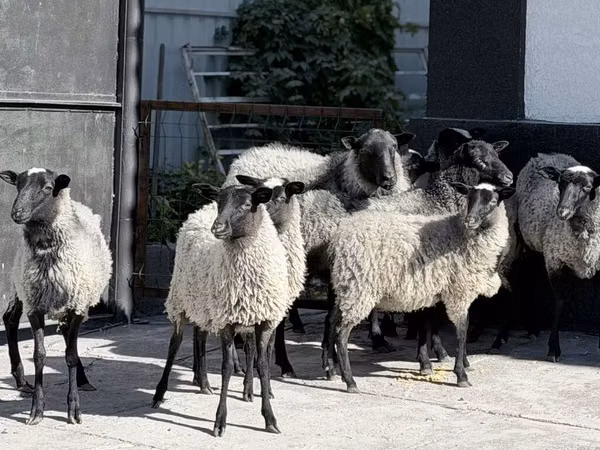 Schaf, Romanov sheep