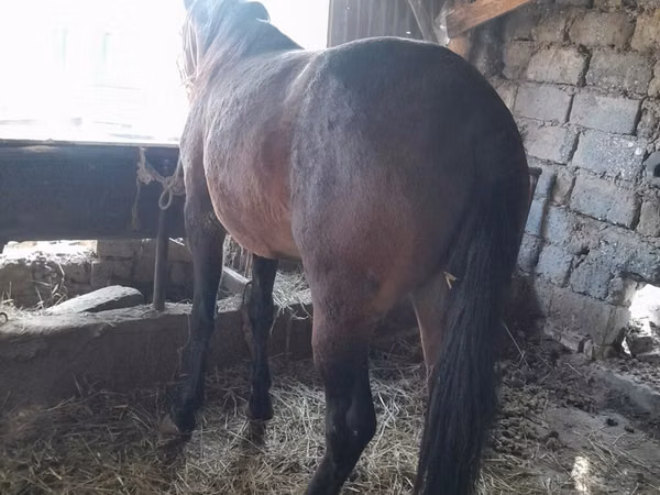 Cheval, Chevaux