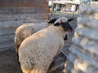 Schaf, Schafe — Foto 3