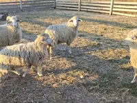Bélier, Moutons — photo 1