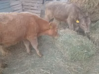 Toro, Raza Auliékol — foto 3