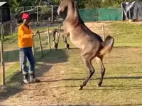 حصان, National Show Horse — الصورة 1