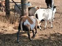 Sheep, Cameroon sheep — photo 4