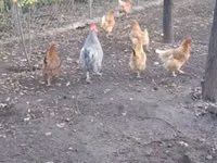 gallina danesa — foto 4