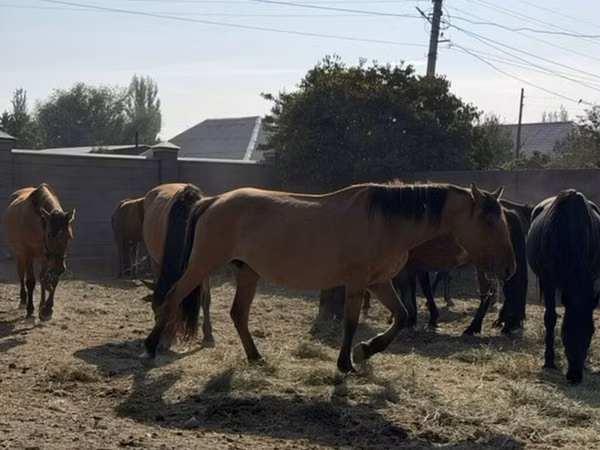 Jument, Chevaux