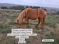 Hengst, Miniature horse — Foto 8