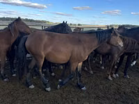 Stute, Kazakh horse — Foto 3