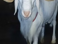 Bélier, Moutons — photo 2