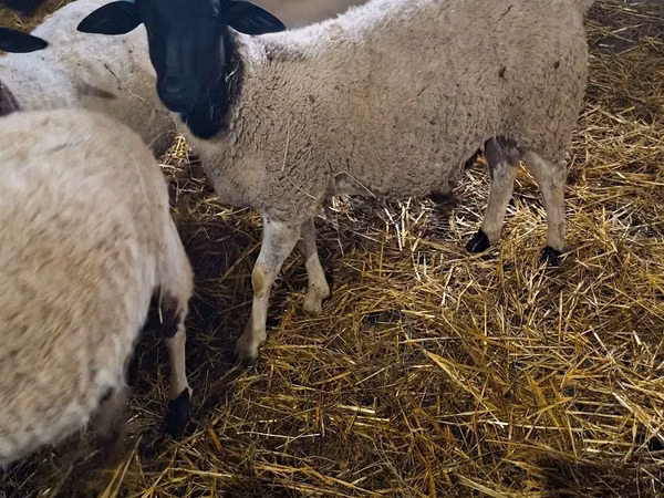 Carnero, Dorper sheep