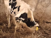 सांड, Simmental cattle — फ़ोटो 3