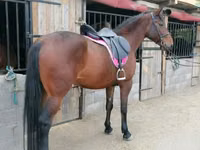 Yegua, Hungarian horse breed — foto 3