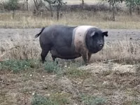 मादा सूअर — फ़ोटो 1