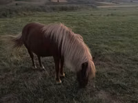 Stute, Australian Pony — Foto 2