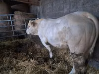 Bulle, Charolais cattle — Foto 2
