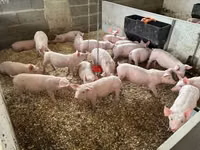 Pigs (batch, sex not specified) — photo 4