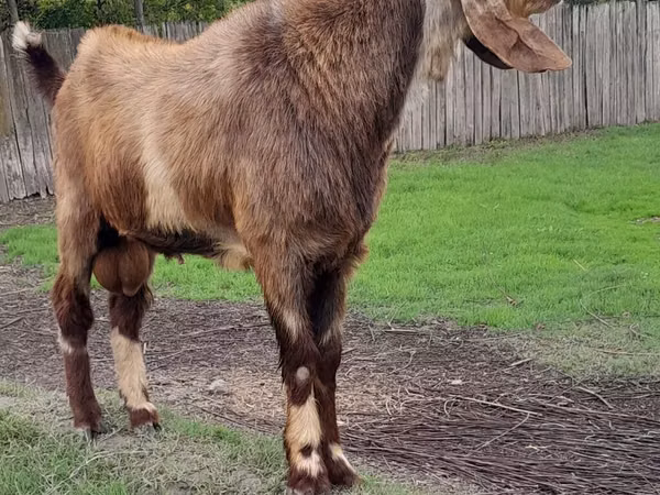 बकरा, Nubian Goat