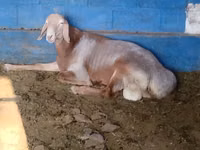 Bélier, Arashan sheep — photo 2