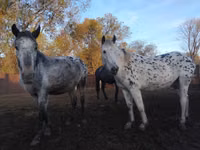 Yegua, Appaloosa — foto 4