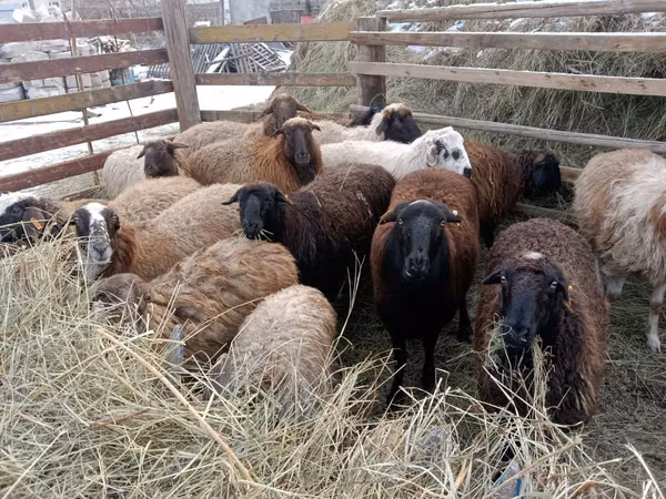 Widder, Gorkov sheep