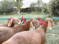 母羊, Arashan sheep — 照片 1