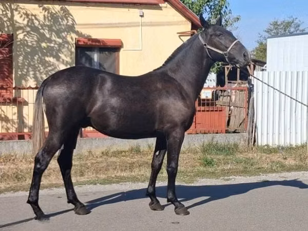 Cheval, Lipizzaner