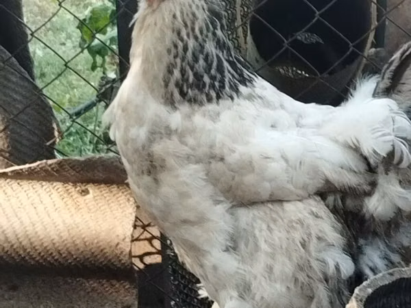 Brahma