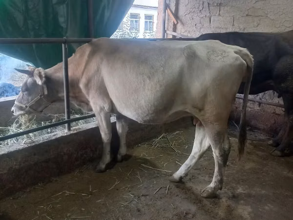 Vache, Bovins