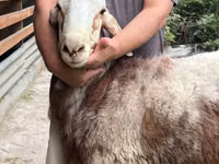 母羊, East Friesian Dairy sheep — 照片 7