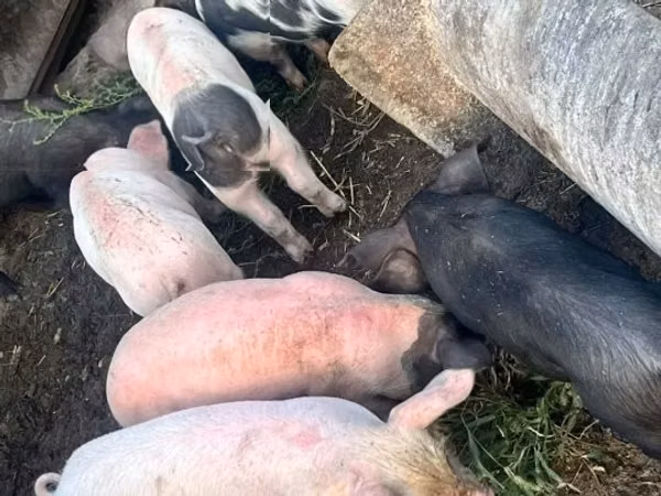 मादा सूअर, सूअर