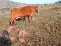 母牛, Nguni cattle — 照片 1
