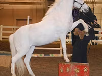 Yegua, Miniature horse — foto 4